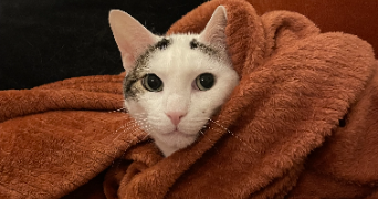 laura pet sitter à PARIS 17 75017_2
