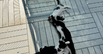 hulya pet sitter à PARIS 19 75019_3