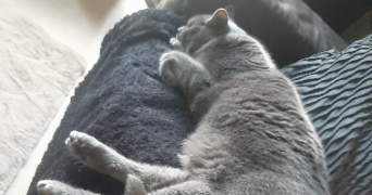 karine pet sitter à CHAMPIGNY SUR MARNE 94500_9