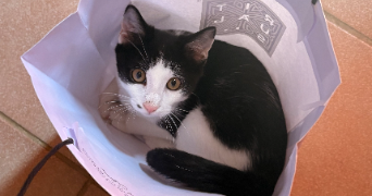meredith pet sitter à CORBEIL ESSONNES 91100_2