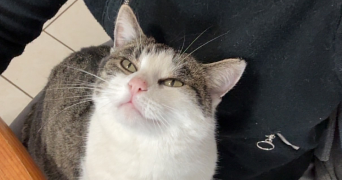 servane pet sitter à EPENOY 25800_5