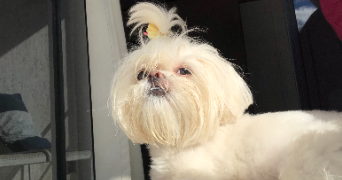jéssica pet sitter à PARIS 20 75020_6