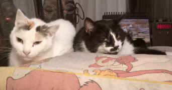 valérie pet sitter à LIAS 32600_9