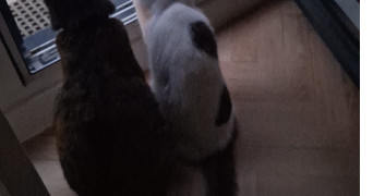 véronique pet sitter à PALAISEAU 91120_0