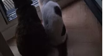 véronique pet sitter à PALAISEAU 91120