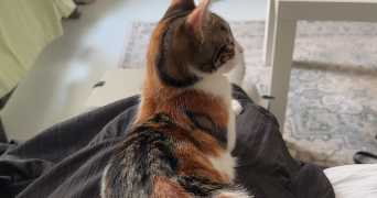 esma pet sitter à QUETIGNY 21800_0