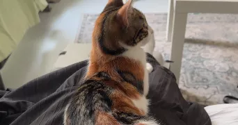 esma pet sitter à QUETIGNY 21800