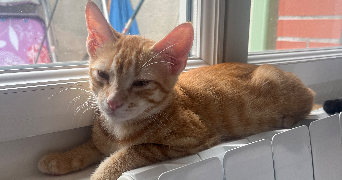 yona pet sitter à ST LUMINE DE COUTAIS 44310_1