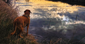 mélissa pet sitter à CANDILLARGUES 34130_2