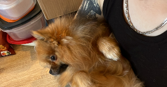logan pet sitter à ROANNE 42300_5