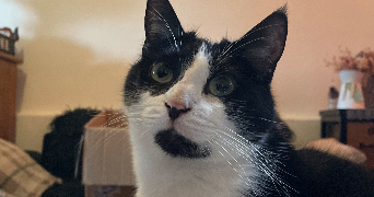 sélénia pet sitter à ELBEUF 76500_7