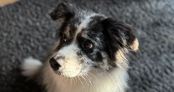 solenn pet sitter à OBERNAI 67210_3