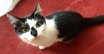 emeline pet sitter à ASNIERES SUR SEINE 92600_8