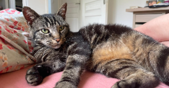 eléa pet sitter à BOURG ST ANDEOL 07700_2