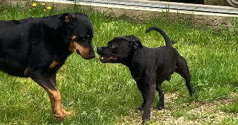 laetitia pet sitter à NORGES LA VILLE 21490_4