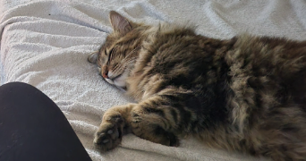 sandra pet sitter à AUBORD 30620_4