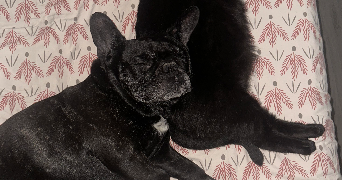 anais pet sitter à ST PRIEST 69800_1