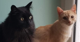esteban pet sitter à MORET LOING ET ORVANNE 77250_5