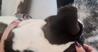 ibeth pet sitter à ST CLOUD 92210_4