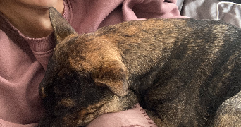 clarissa pet sitter à TOULON 83000_7