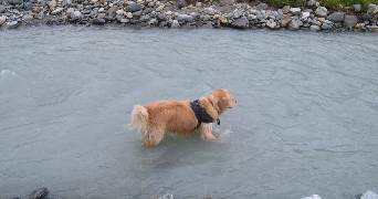 ophélie pet sitter à PONTCHARRA 38530_1