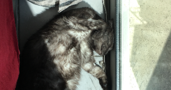 sophie pet sitter à BLAGNAC 31700_2