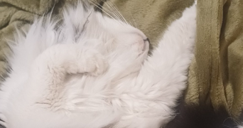 maithe pet sitter à JEUMONT 59460_0