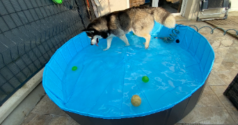 lana pet sitter à MORMANT 77720_11