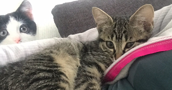 jeanne pet sitter à La Tronche 38700_8