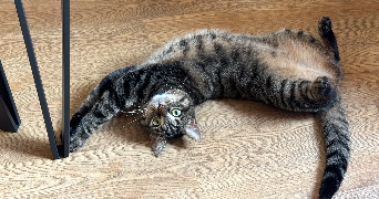 zoé pet sitter à LILLE 59000_2