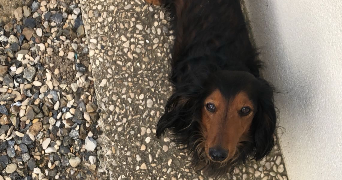orlane pet sitter à AIX EN PROVENCE 13080_5