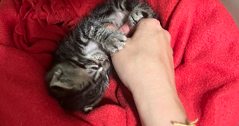 lola pet sitter à MAISONS ALFORT 94700_4