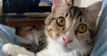 aenor pet sitter à PARIS 11 75011_6