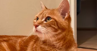 marie pet sitter à Châteaubernard 16100