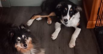 isabelle pet sitter à Limours 91470_2