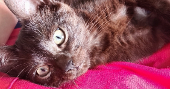 charlène pet sitter à ST MARTIN D ARROSSA 64780_4