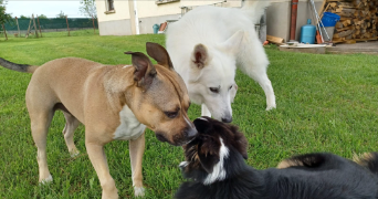 elisa pet sitter à ST GEORGES HAUTE VILLE 42610_1