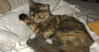 selin pet sitter à CHAMPAGNIER 38800_6