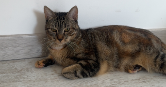 manon pet sitter à La roussiere mesnil en ouche 27270_1