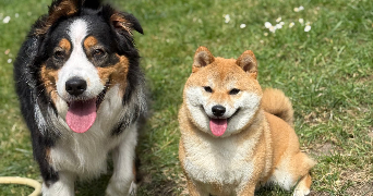 lisa pet sitter à PARIS 09 75009_8