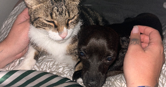 mathilde pet sitter à FRONTON 31620_4