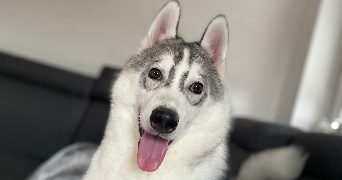océane pet sitter à LANDAS 59310_0