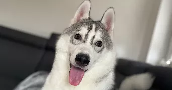 océane pet sitter à LANDAS 59310