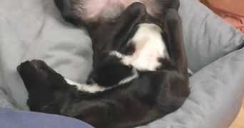 nolan pet sitter à WITRY LES REIMS 51420_2