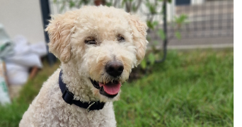 léone  pet sitter à MIRECOURT 88500_4