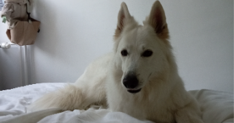 muriele pet sitter à COMMERCY 55200_3