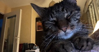 tony pet sitter à VITRY LE FRANCOIS 51300_1