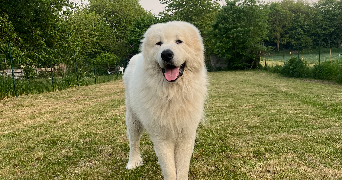 celia pet sitter à LOOS EN GOHELLE 62750_2