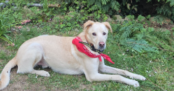 clara pet sitter à LE MANS 72000_3