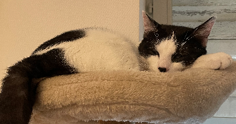 jade pet sitter à NANCY 54000_1